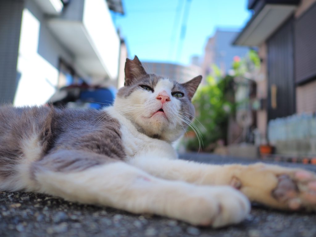ハチワレ猫