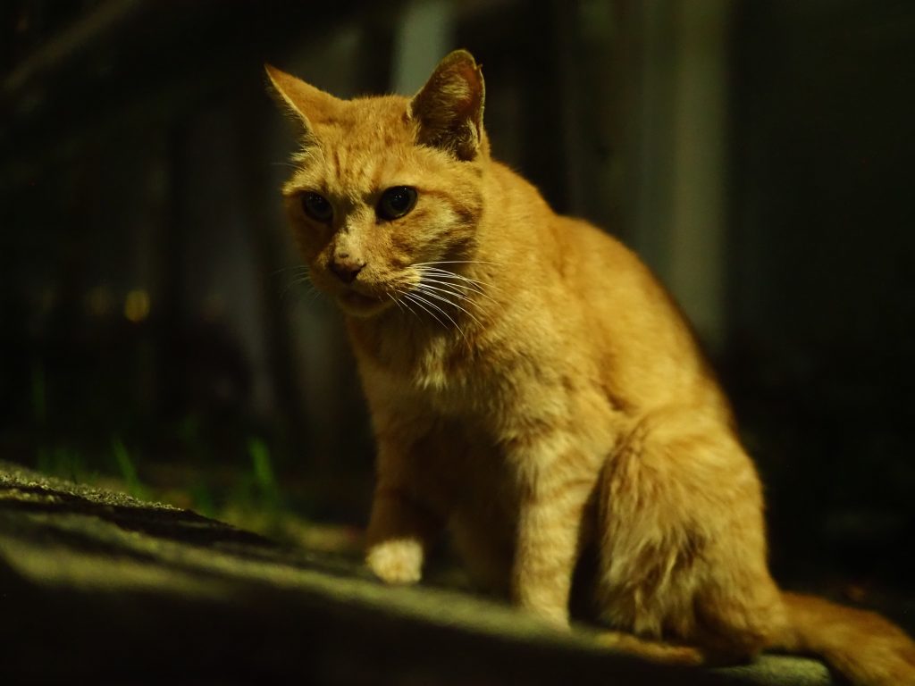 茶トラ猫