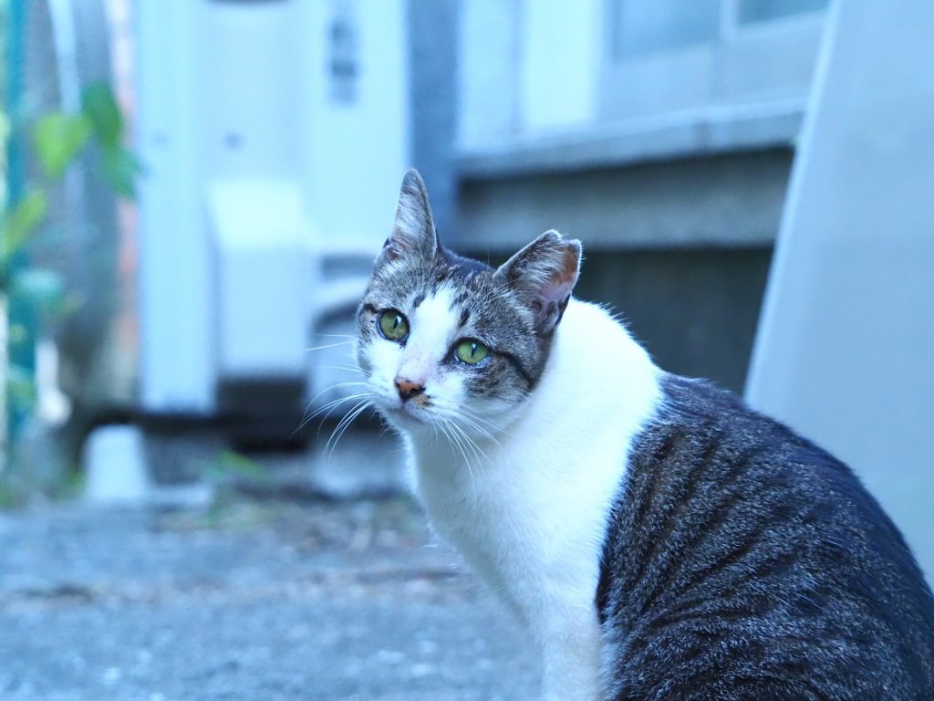 キジ白猫