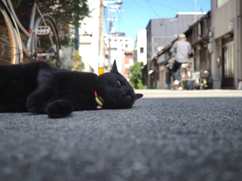 道路で寝ている黒猫