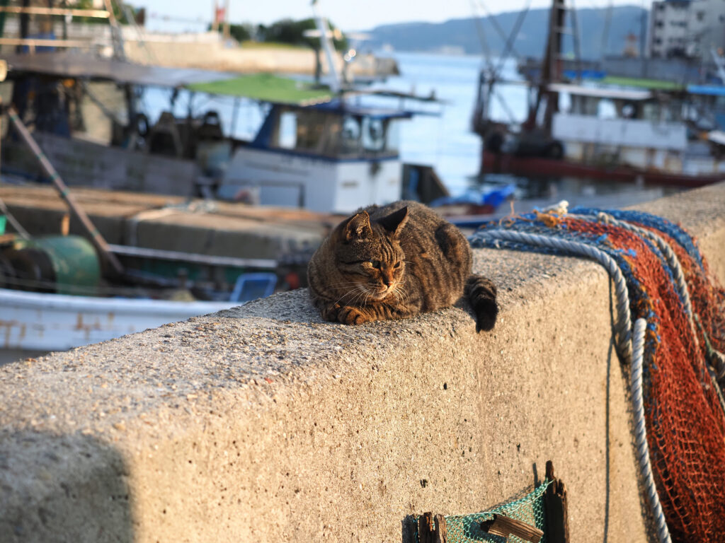漁港でたたずむキジトラ猫