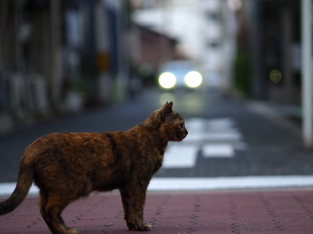 サビ猫