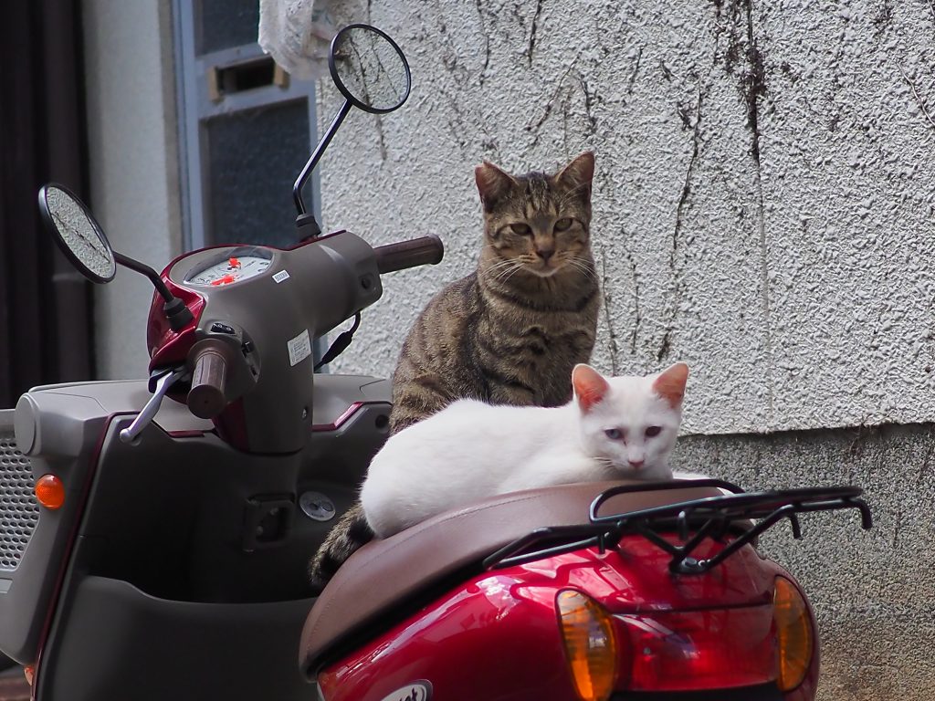 白猫とキジ白猫