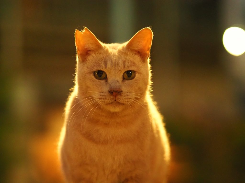 茶トラ猫