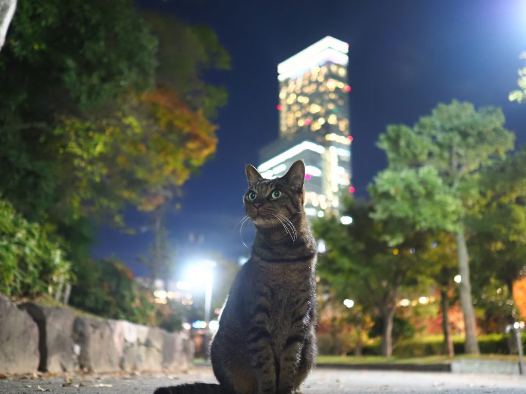 キジトラ猫