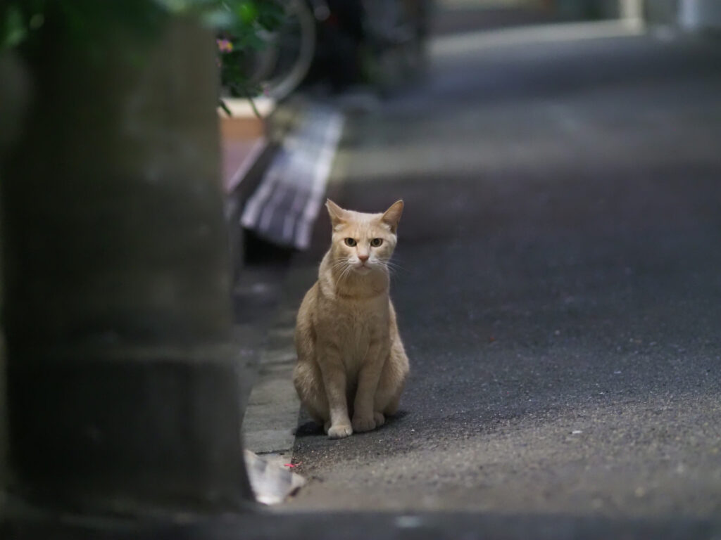 路地裏の茶トラ猫