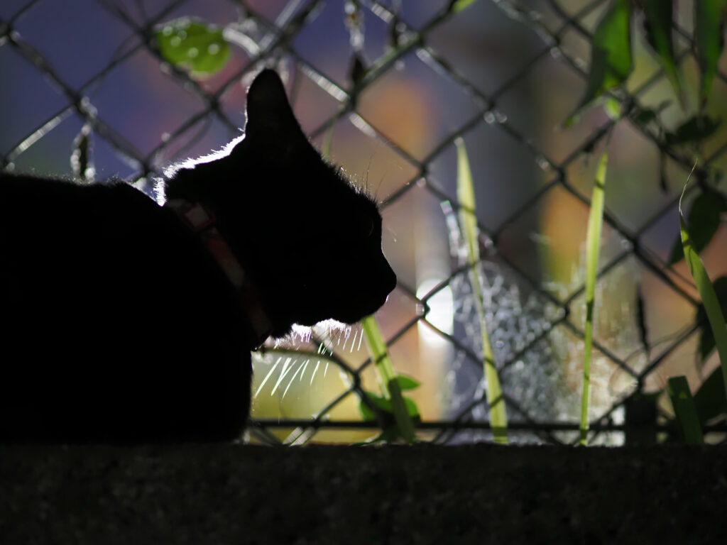 黒猫のシルエット