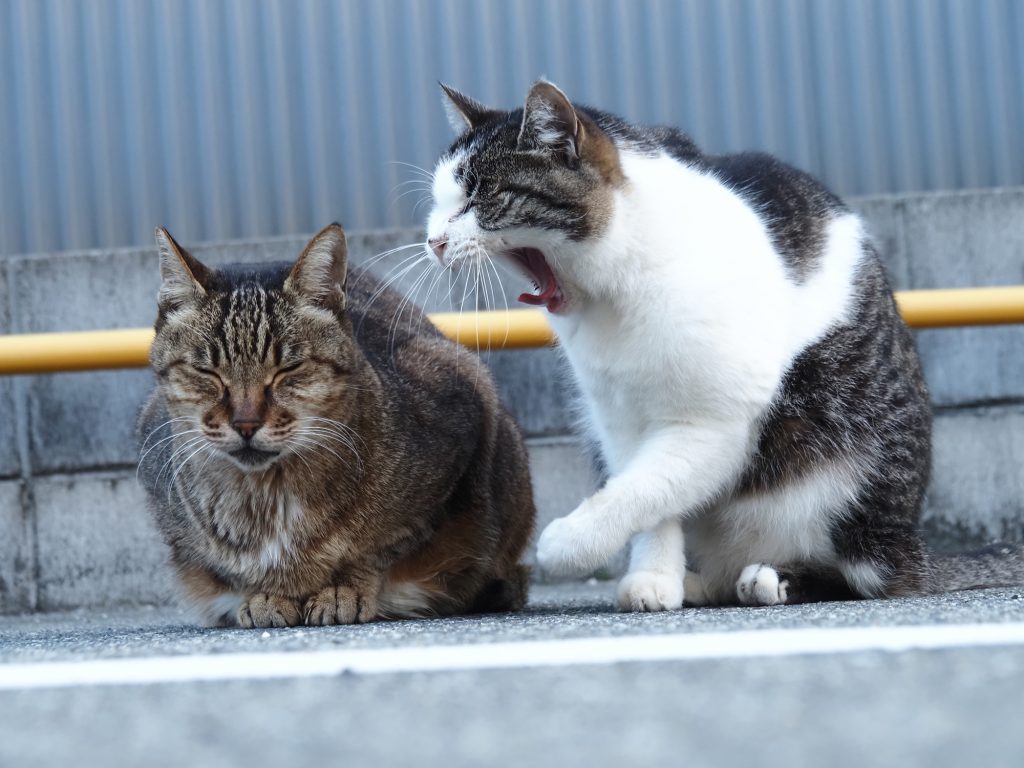 キジトラ猫とキジ白猫