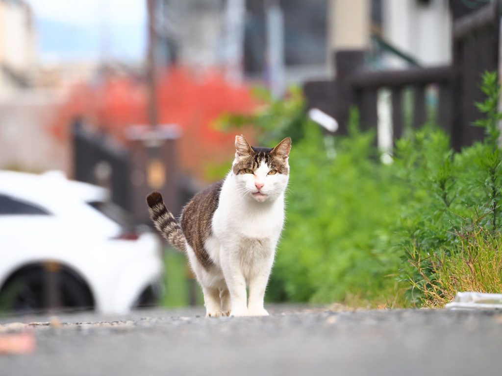キジ白猫
