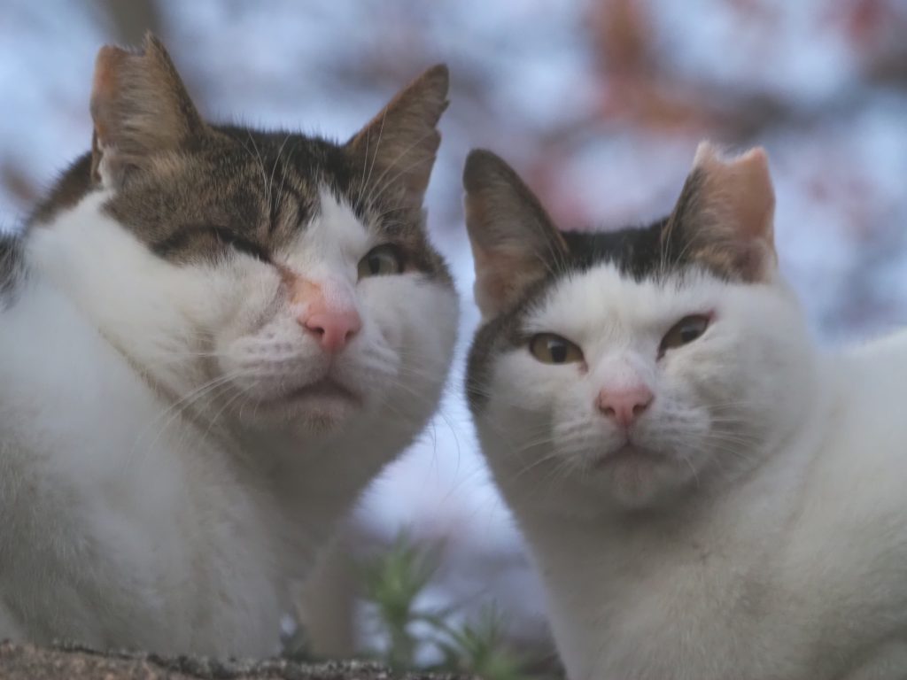 キジ白猫
