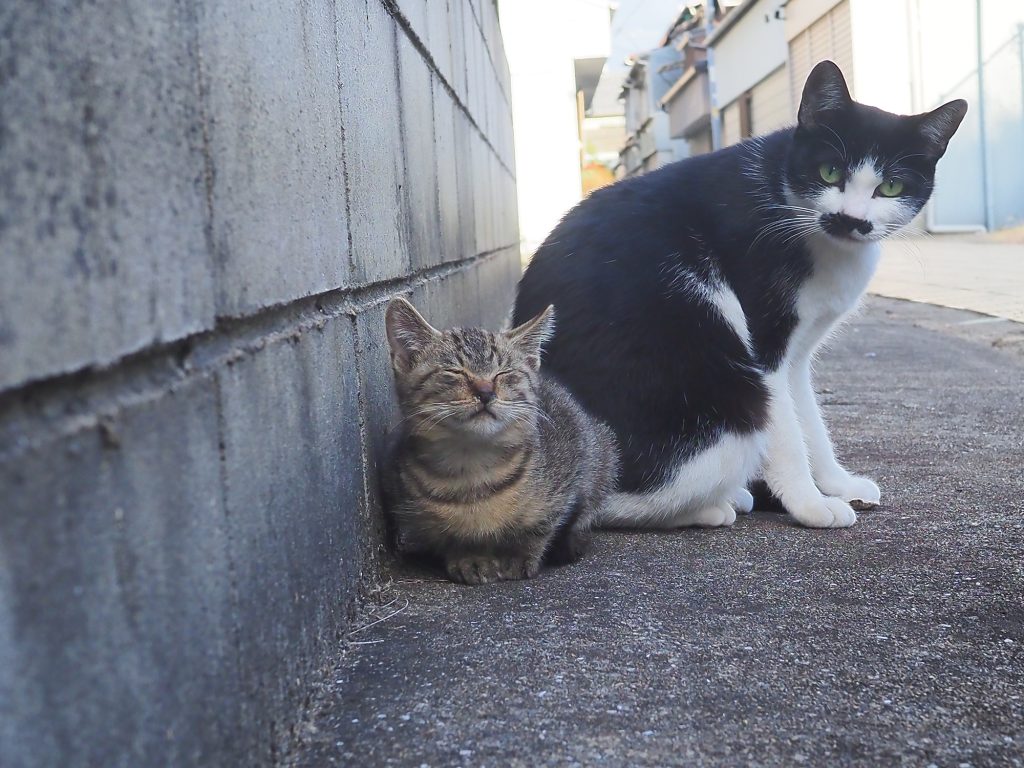 ハチワレ猫とキジトラ猫