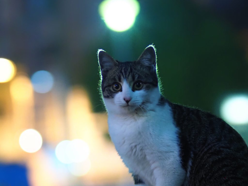 キジ白猫