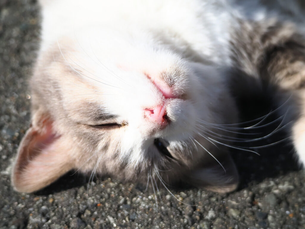 無防備に寝ている猫