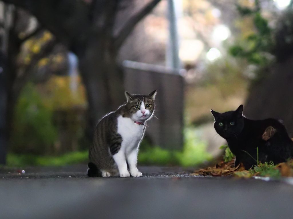 キジ白猫と黒猫