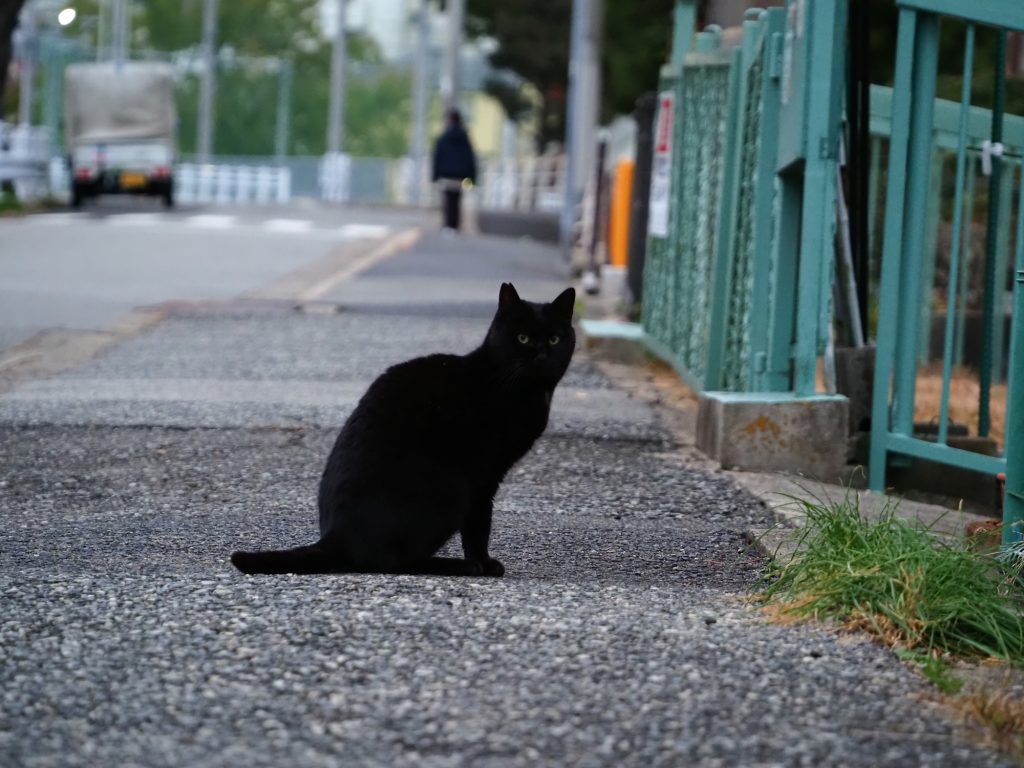 黒猫